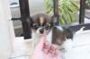 Puppies for sale Poland, Warsaw Chihuahua
