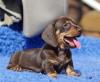 Puppies for sale Belgium, Brussels Dachshund