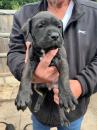 Puppies for sale Germany, Giessen Other breed, Presa Canario