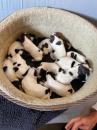 Puppies for sale Germany, Bochum Cocker Spaniel