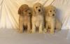 Puppies for sale France, Lion Other breed, Goldendoodle 