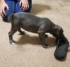 Puppies for sale Cyprus, Paphos American Pit-Bull Terrier