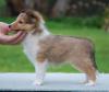 Puppies for sale Netherlands, Eindhoven Sheltie (Shetland Sheepdog)