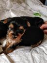 Puppies for sale Hungary, Budapest Yorkshire Terrier
