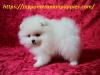 Puppies for sale Slovakia, Luhacovice Pomeranian Spitz