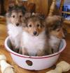 Puppies for sale Germany, Hannover Collie