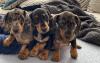 Puppies for sale Netherlands, Eindhoven Dachshund
