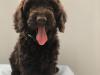 Puppies for sale Netherlands, Rotterdam , Cockapoo