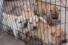 Puppies for sale Sweden, Stockholm Shar Pei