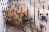 Puppies for sale Portugal, Lisbon Shar Pei