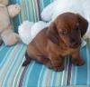 Puppies for sale Belgium, Brussels Dachshund