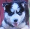Puppies for sale Cyprus, Ayia Napa Haski