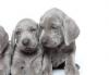Puppies for sale Cyprus, Larnaca Weimaraner