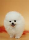 Puppies for sale Belgium, Brussels Pomeranian Spitz