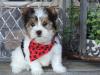 Puppies for sale Ireland, Dublin Other breed, Biewer terrier