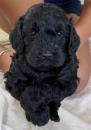 Puppies for sale Cyprus, Nicosia Other breed, Cockapoo