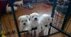 Puppies for sale Cyprus, Paphos West Highland White Terrier