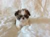 Puppies for sale Portugal, Lisbon Shih Tzu