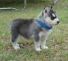 Puppies for sale Cyprus, Larnaca Haski, siberian husky