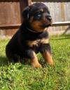 Puppies for sale Portugal, Lisbon Rottweiler