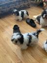 Puppies for sale Latvia, Riga Shih Tzu