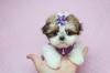 Puppies for sale Belgium, Bruges Shih Tzu