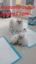 Puppies for sale Ireland, Dublin Pomeranian Spitz