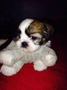 Puppies for sale Malta, Valletta Shih Tzu