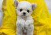 Puppies for sale Belarus, Minsk Maltese