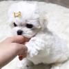 Puppies for sale France, Vien Maltese