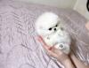 Puppies for sale Cyprus, Limassol Pomeranian Spitz