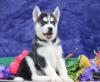 Puppies for sale Hungary, Budapest Haski, Blue Eyes Siberian Husky Puppies