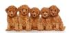 Puppies for sale Belarus, Minsk Toy-poodle