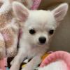Puppies for sale Czech Republic, Cheb Chihuahua