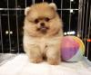 Puppies for sale Czech Republic, Pardubice Pomeranian Spitz