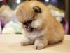 Puppies for sale Spain, Guadalajara Pomeranian Spitz