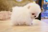 Puppies for sale Spain, Burgos Pomeranian Spitz
