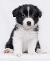 Puppies for sale Spain, Figeyras Collie