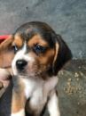 Puppies for sale Czech Republic, Bridge Beagle