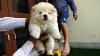 Puppies for sale Belgium, Antwerp Chow Chow