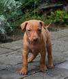 Puppies for sale France, Orleans Chirneko del Etna