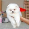 Buy a dog Spain, Cordoba Pomeranian Spitz