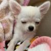 Puppies for sale Czech Republic, Pardubice Chihuahua