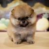 Puppies for sale Czech Republic, Karlovy Vary Pomeranian Spitz