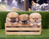 Puppies for sale Czech Republic, Czech-budievitsy Pomeranian Spitz