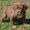 Puppies for sale Belarus, Minsk Neapolitan Mastiff