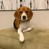 Puppies for sale Czech Republic, Gottwald Beagle