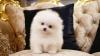 Puppies for sale Spain, Oviedo Pomeranian Spitz