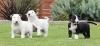 Puppies for sale USA, California, Los Angeles Bull Terrier