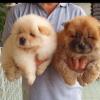 Puppies for sale Hungary, NyГ­regyhГЎza Chow Chow